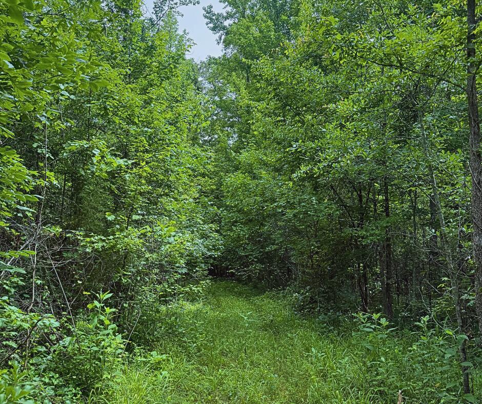 110 County Road Houston, MS 38851 - Photo 14 of 25 Gallery Image 14