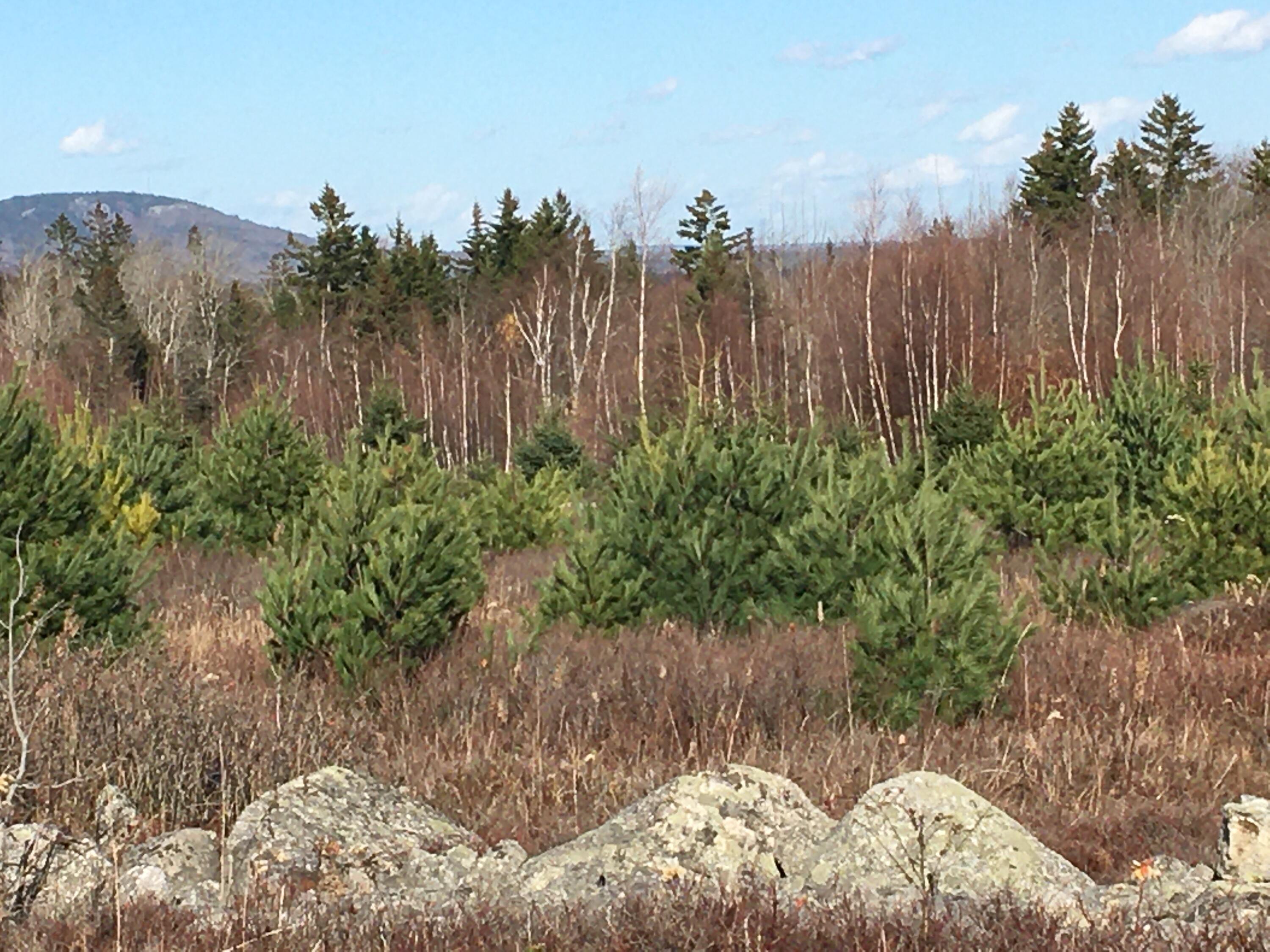 8-02a Sedgwick Ridge Road Sedgwick, ME 04676 - Photo 4 of 23 Blue Hill Mountain
