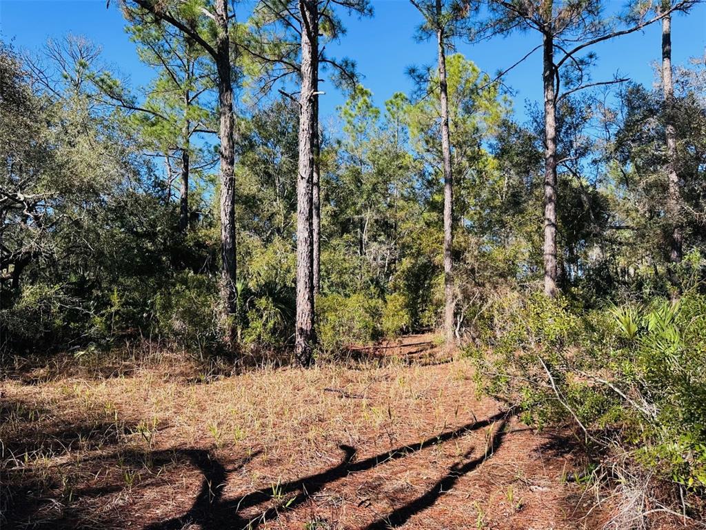 0 Southwest 60th Street Cedar Key, FL 32625 - Photo 11 of 11 a view of a yard with plants and trees