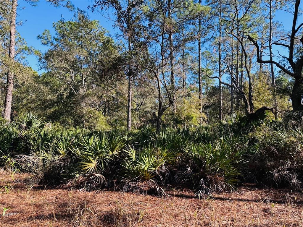 0 Southwest 60th Street Cedar Key, FL 32625 - Photo 7 of 11 a view of a garden