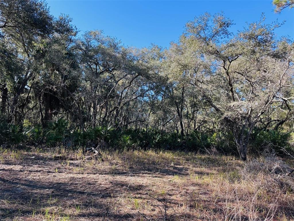 0 Southwest 60th Street Cedar Key, FL 32625 - Photo 8 of 11 a view of a yard