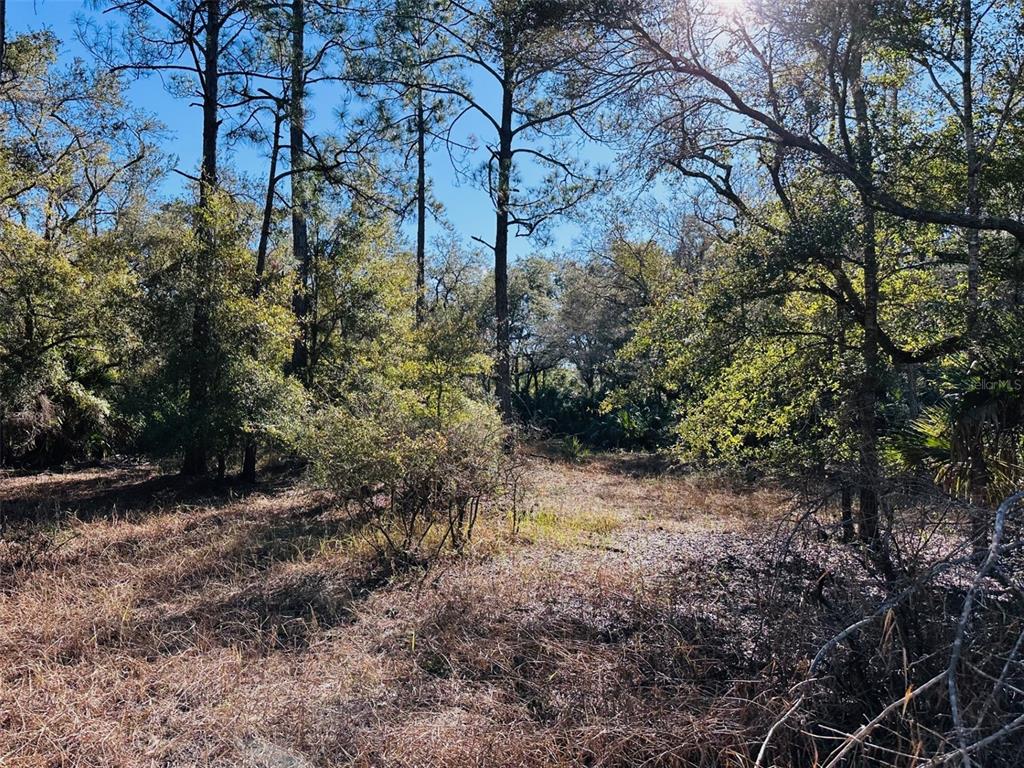 0 Southwest 60th Street Cedar Key, FL 32625 - Photo 9 of 11 a view of a yard with plants and trees