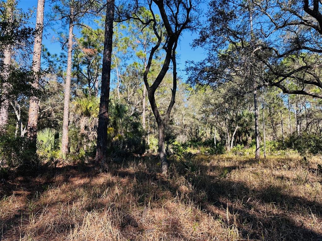 0 Southwest 60th Street Cedar Key, FL 32625 - Photo 10 of 11 a view of a yard
