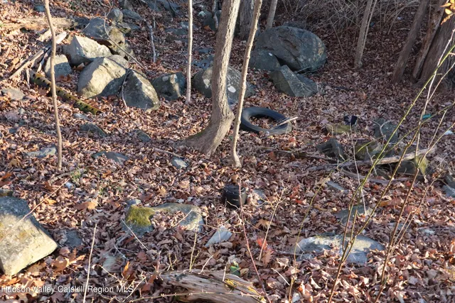 a view of a forest with a tree