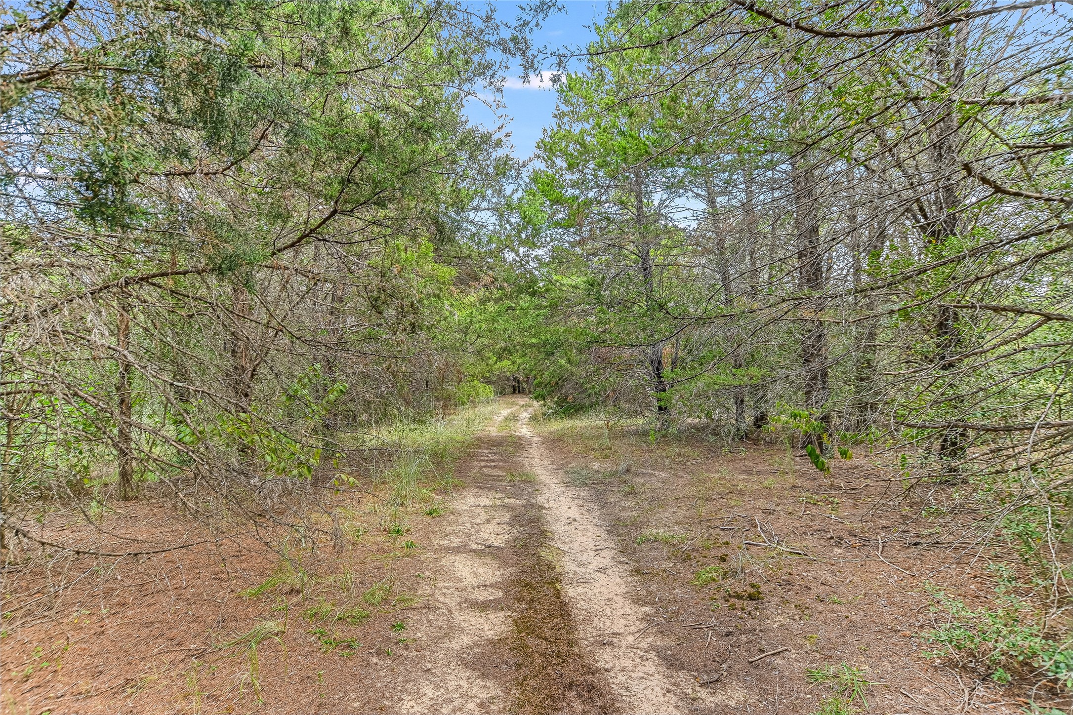741 Knobbs Road McDade, TX 78650 - Photo 26 of 37 a view of a forest with trees in the background