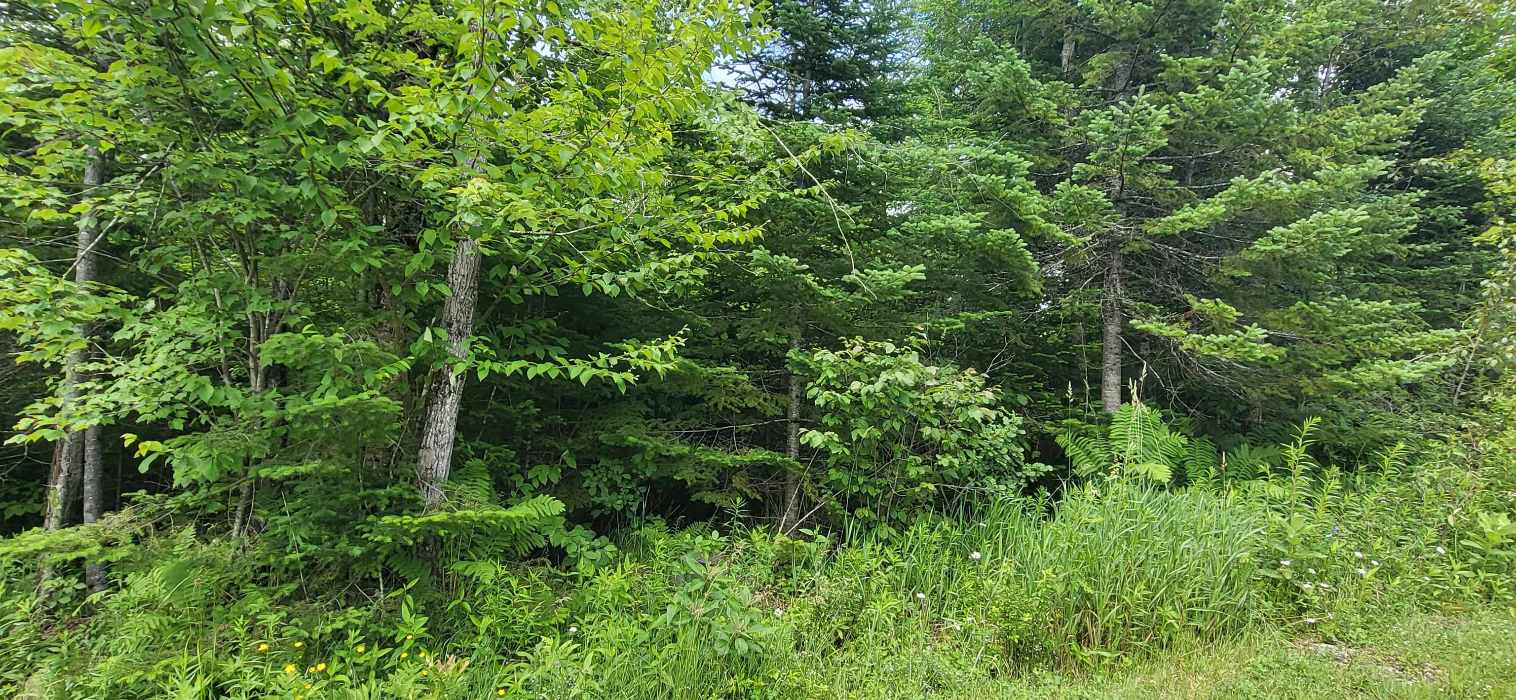 0 Thomas West Road Lunenburg, VT 05906 - Photo 12 of 17