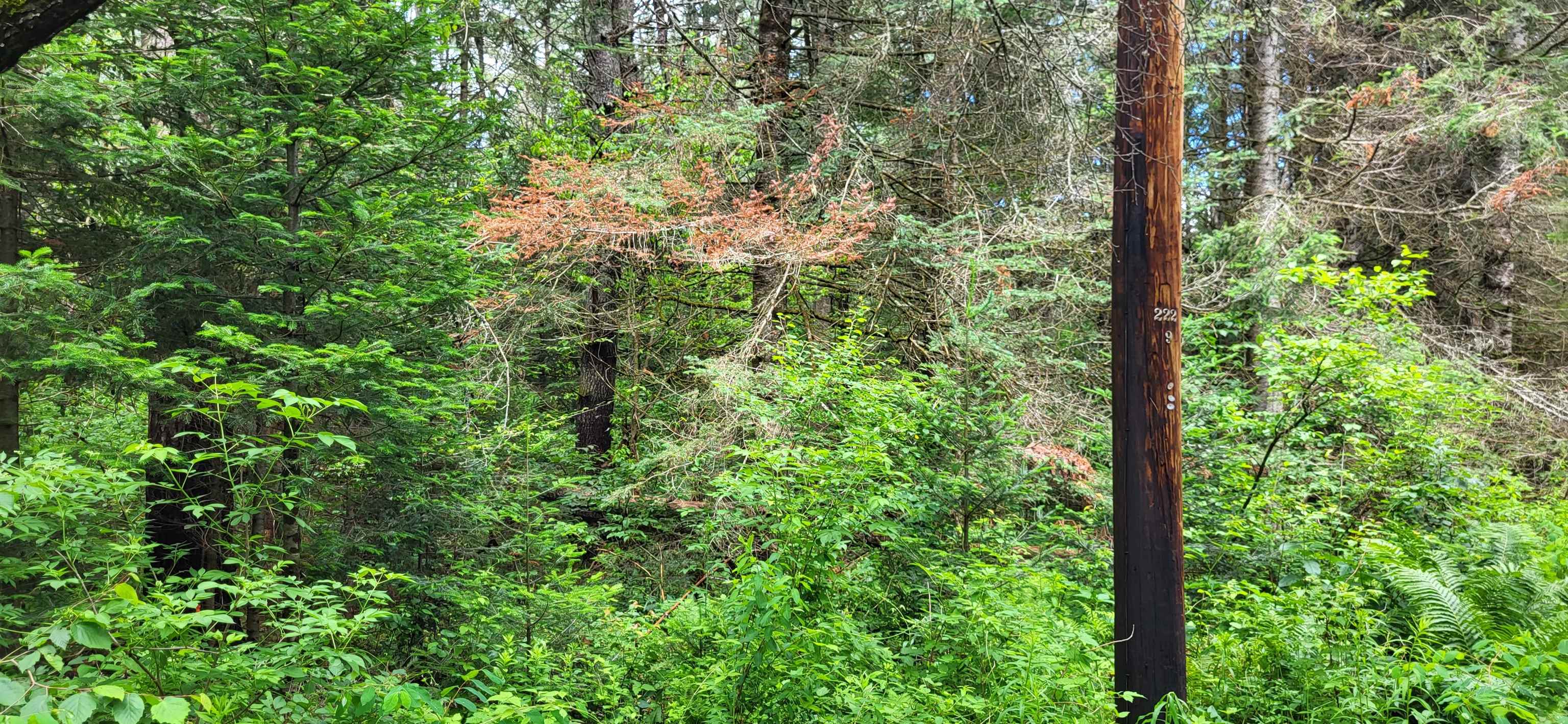 0 Thomas West Road Lunenburg, VT 05906 - Photo 13 of 17