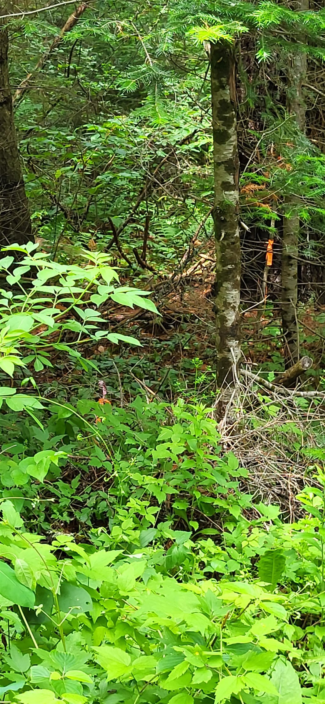 0 Thomas West Road Lunenburg, VT 05906 - Photo 14 of 17