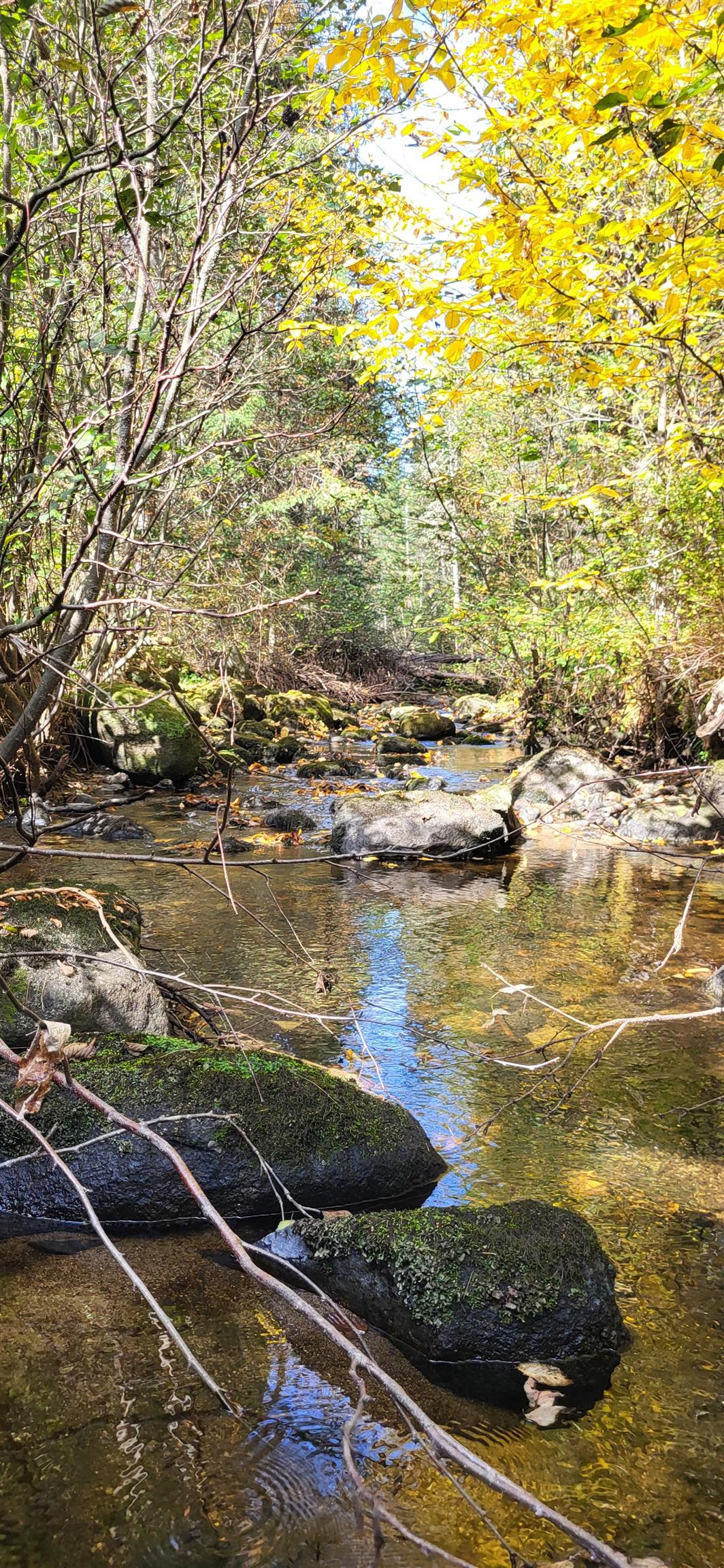 0 Thomas West Road Lunenburg, VT 05906 - Photo 16 of 17
