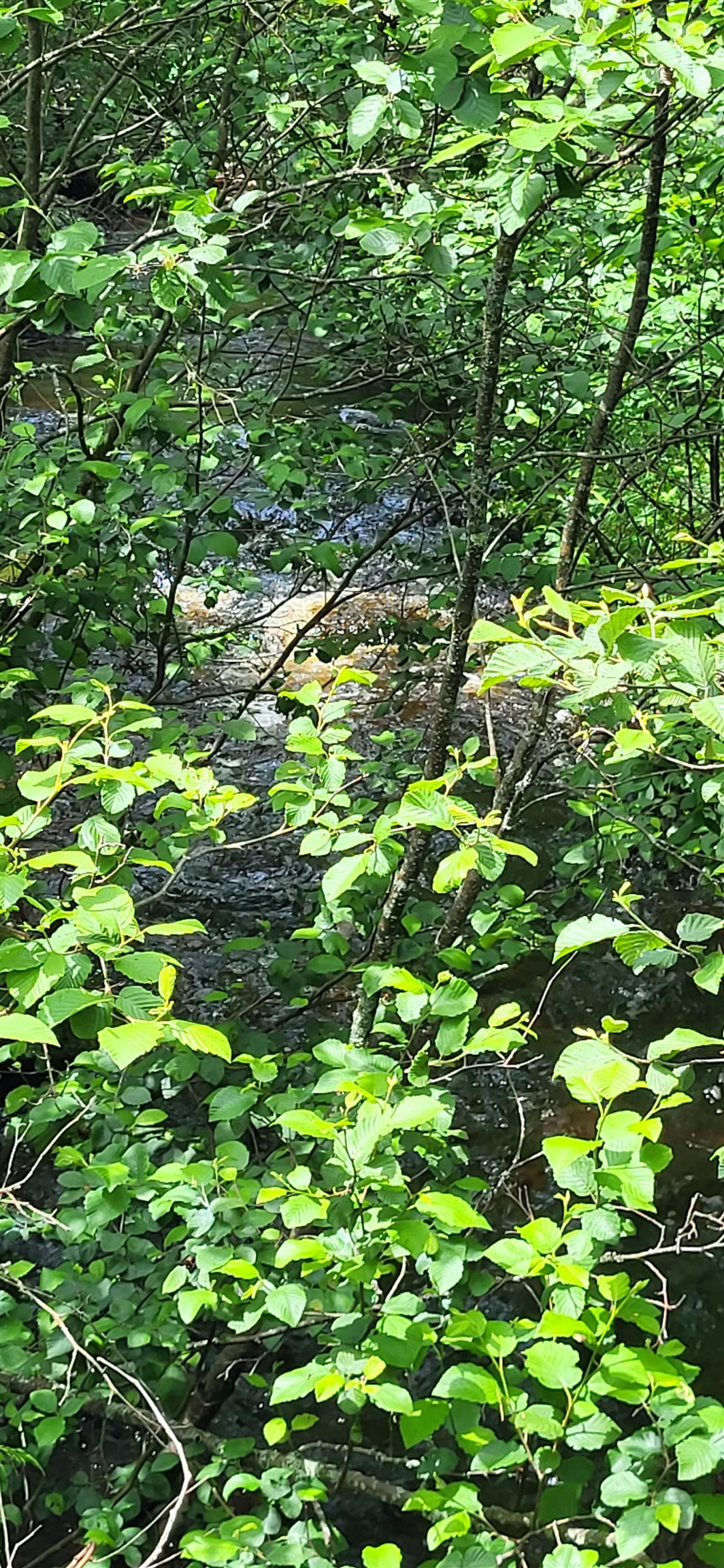 0 Thomas West Road Lunenburg, VT 05906 - Photo 7 of 17