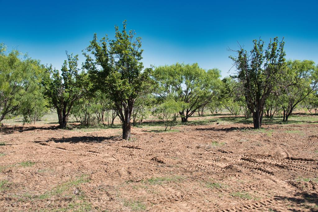 2303 Streeter Lane Mason, TX 76856 - Photo 13 of 20 a view of empty space with trees