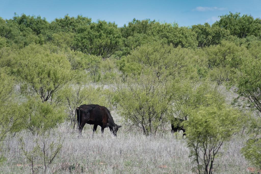 2303 Streeter Lane Mason, TX 76856 - Photo 15 of 20 a view of a yard in front of a house