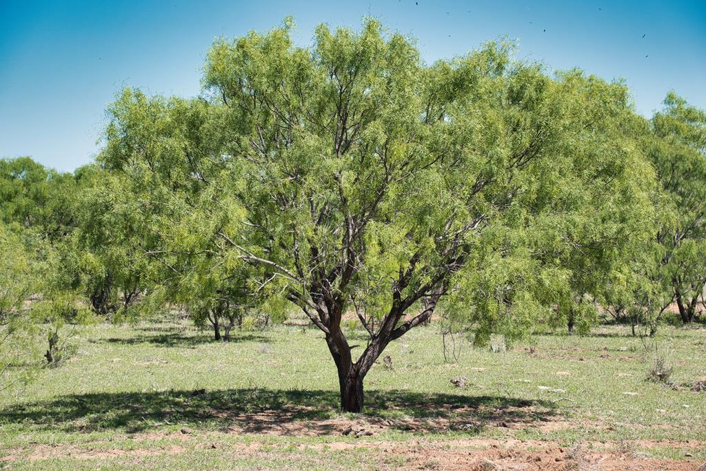 2303 Streeter Lane Mason, TX 76856 - Photo 16 of 20 a view of a yard with a tree