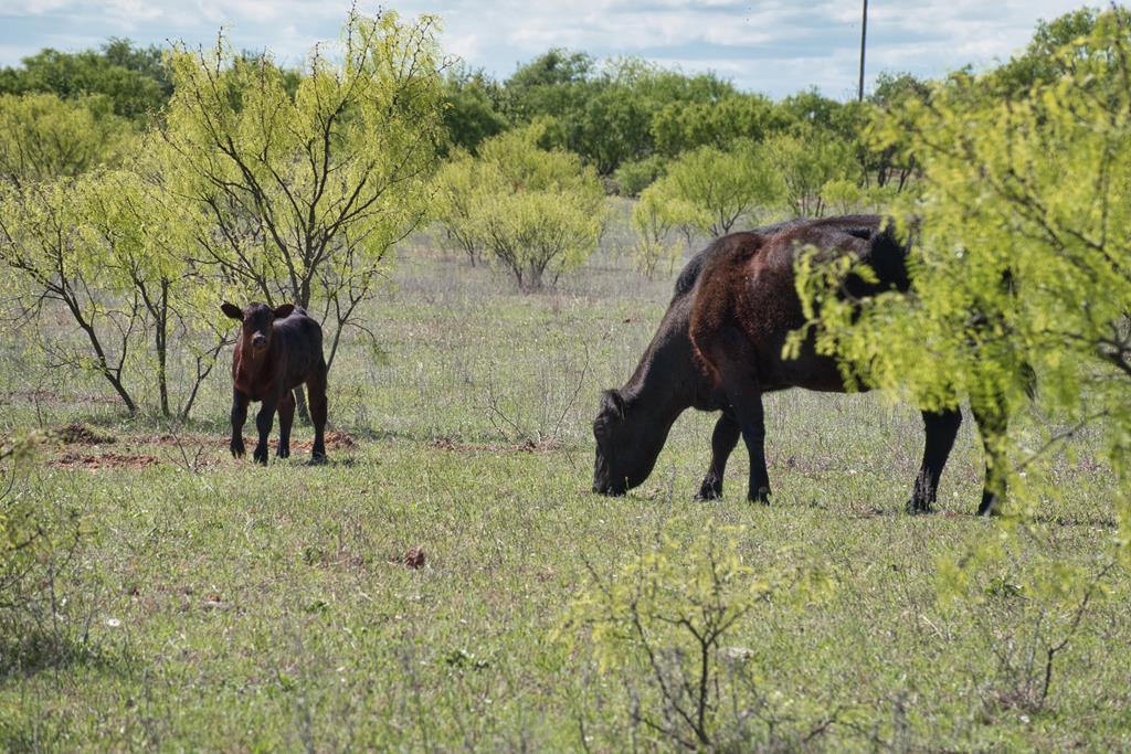 2303 Streeter Lane Mason, TX 76856 - Photo 18 of 20 a view of two chairs and a table