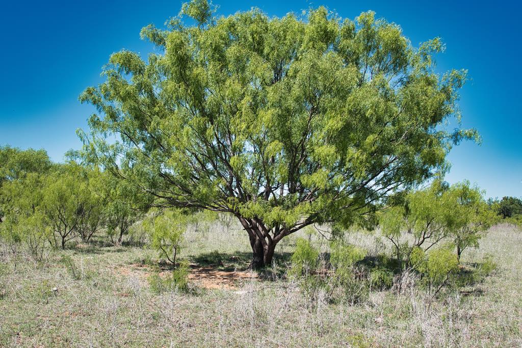 2303 Streeter Lane Mason, TX 76856 - Photo 19 of 20 a view of a yard