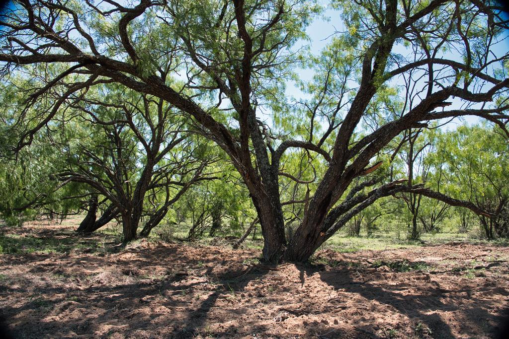 2303 Streeter Lane Mason, TX 76856 - Photo 20 of 20 a view of outdoor space with trees
