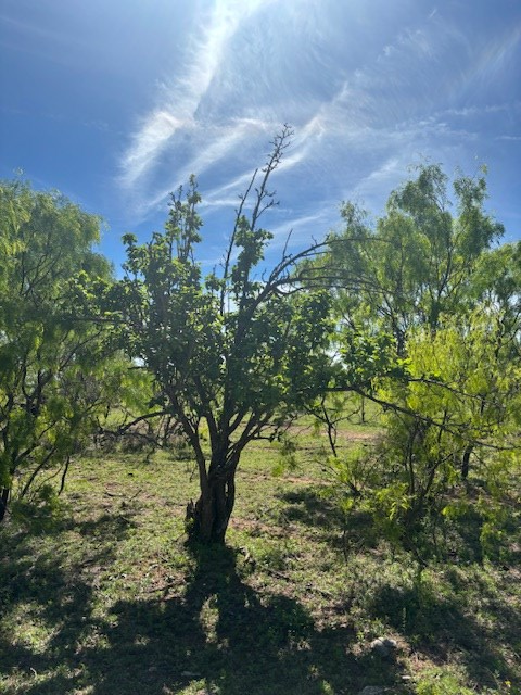 2303 Streeter Lane Mason, TX 76856 - Photo 5 of 20 a backyard of a house with lots of green space