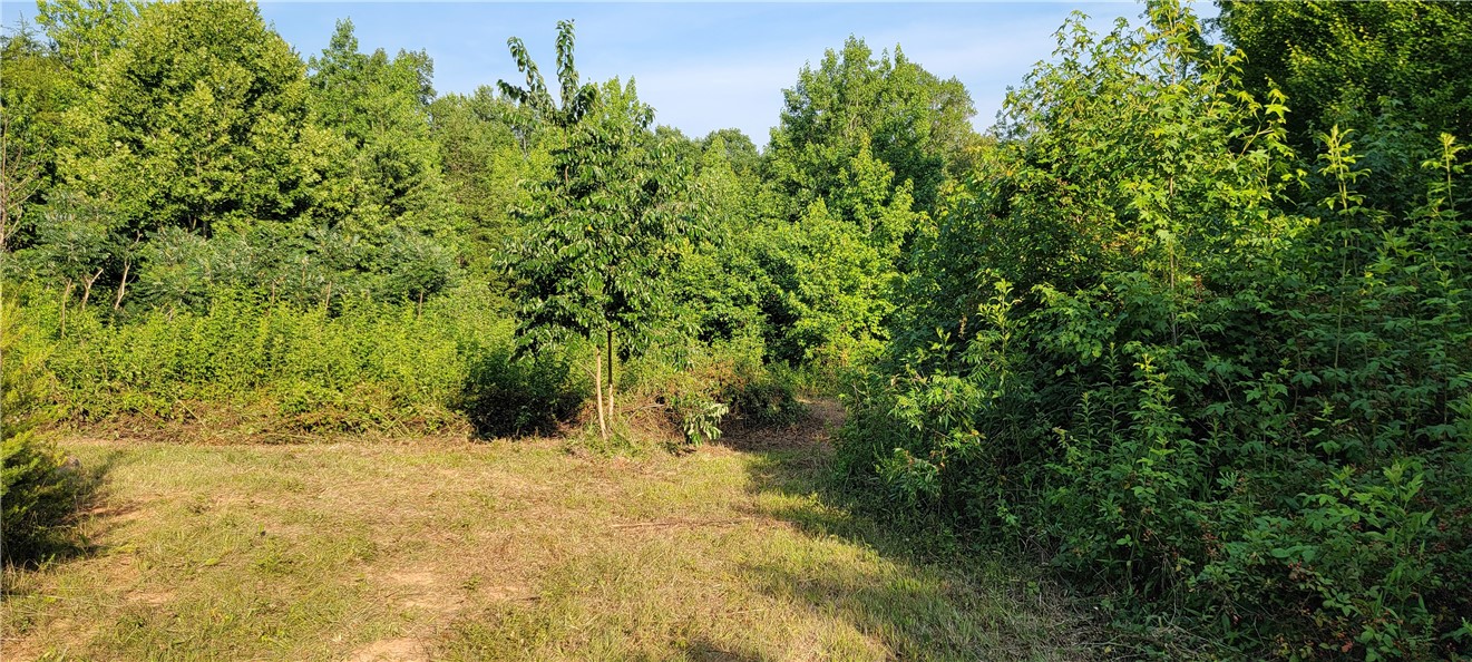 116 Cooper Road Westminster, SC 29693 - Photo 7 of 16 Gallery Image 7
