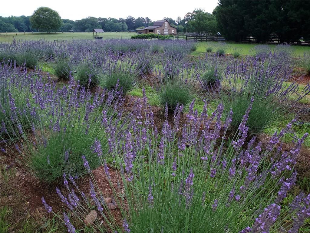 442 Buffalo Creek Road Carrollton, GA 30117 - Photo 36 of 39 a view of a garden with a lake