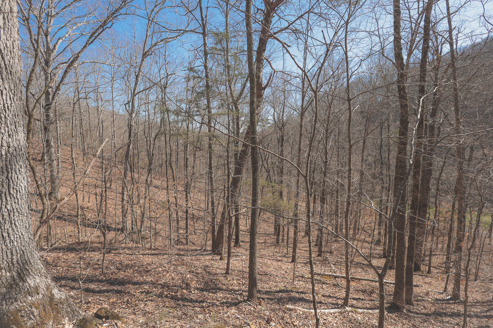 0 Fisher Hollow Road Georgetown, TN 37336 - Photo 23 of 81 Gallery Image 23