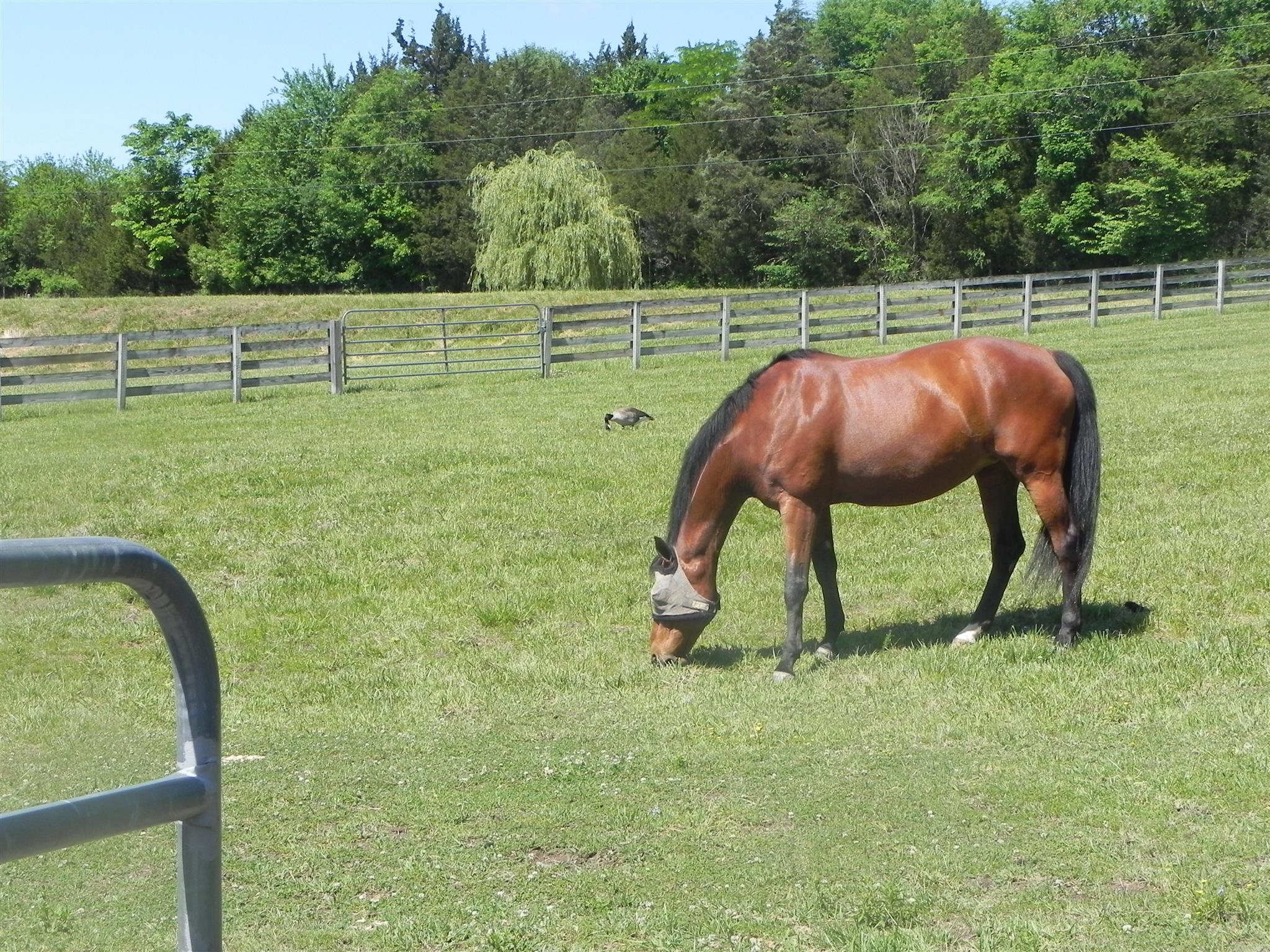 8462 Covington Road Eagleville, TN 37060 - Photo 28 of 30 Gallery Image 28