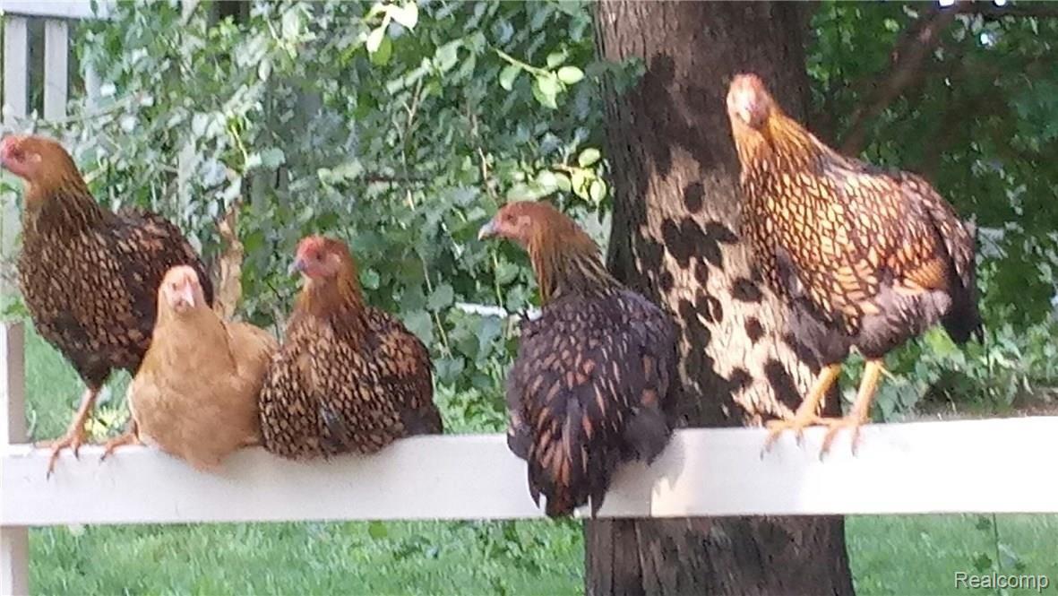 15600 Cassidy Road Chelsea, MI 48118 - Photo 34 of 36 chickens.jpeg