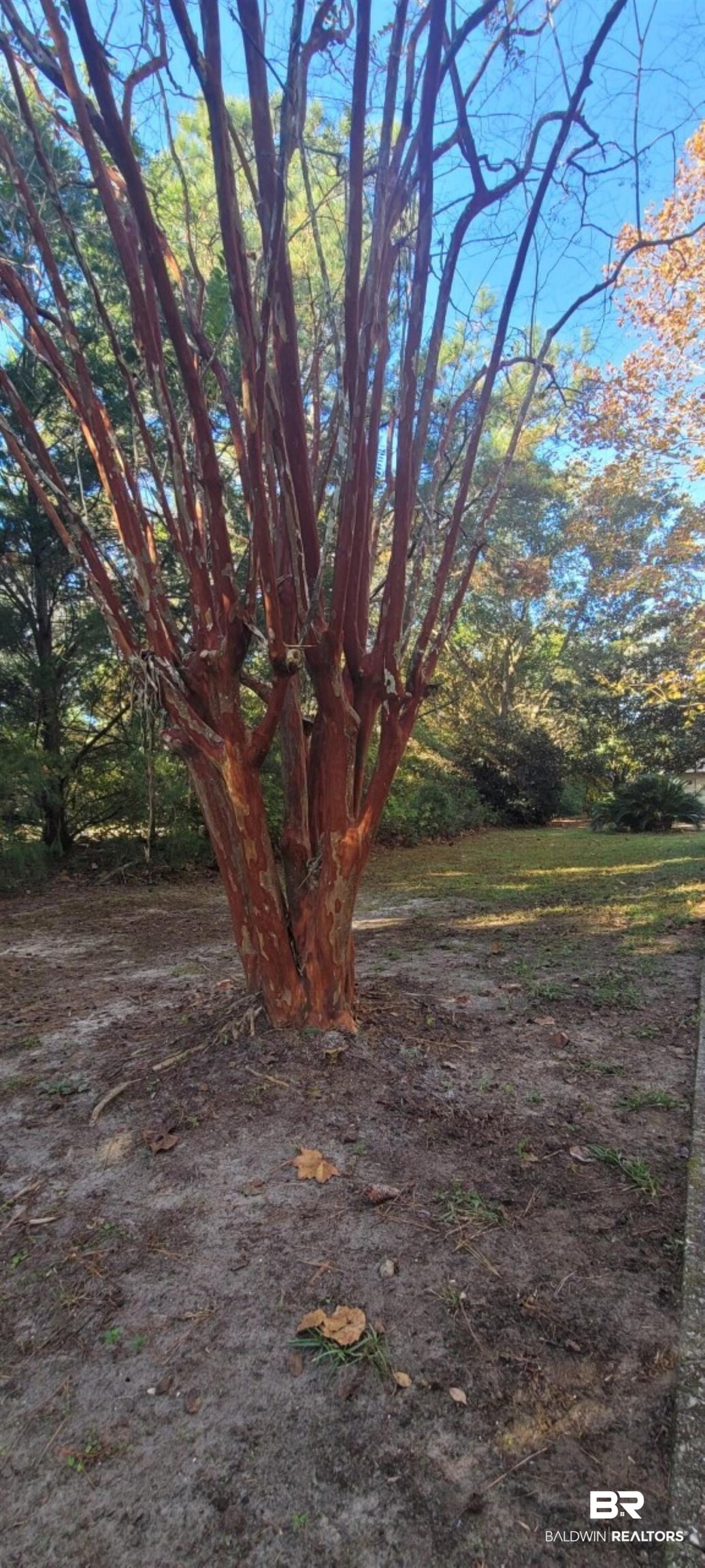 19091 Thompson Hall Road Fairhope, AL 36532 - Photo 33 of 38 Crape Myrtle