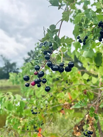 a backyard of a house with lots of trees
