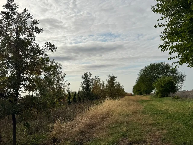 a view of a lake with a tree in the background