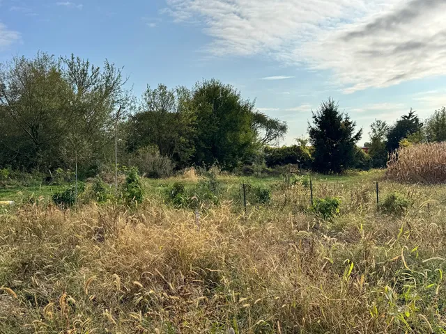 a view of a garden with a tree