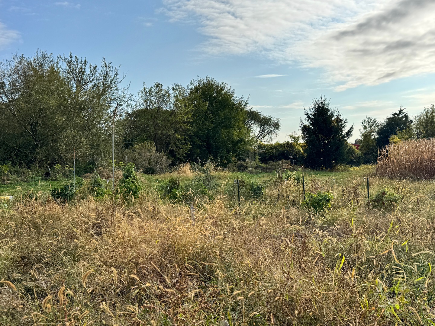 Lot 9 Rowe Road Elburn, IL 60119 - Photo 6 of 9 a view of a garden with a tree