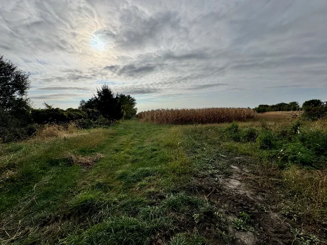 a view of a bunch of trees
