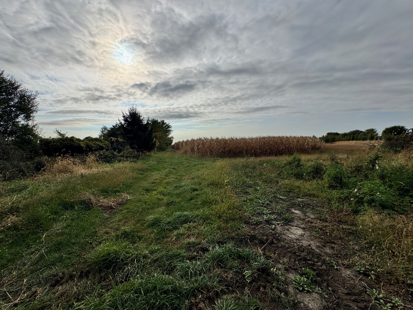 Lot 9 Rowe Road Elburn, IL 60119 - Photo 7 of 9 a view of a bunch of trees