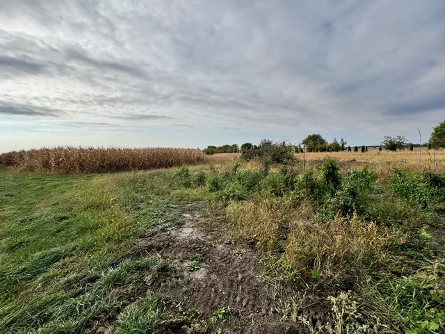 a view of a bunch of trees in a field