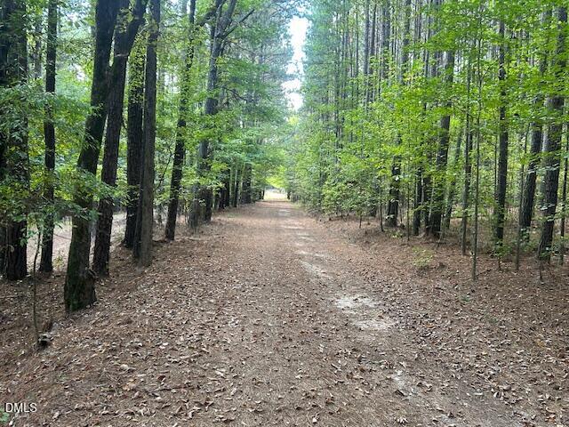a view of a forest with trees in the background