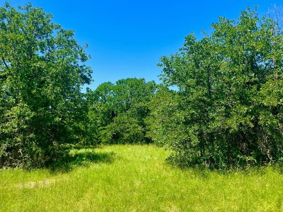 a view of lush green forest