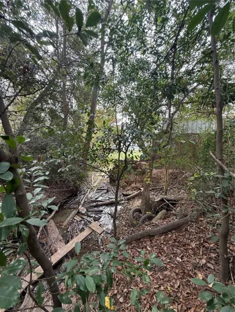 a picture of trees
