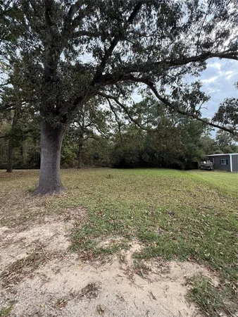 a view of a yard with plants and large trees