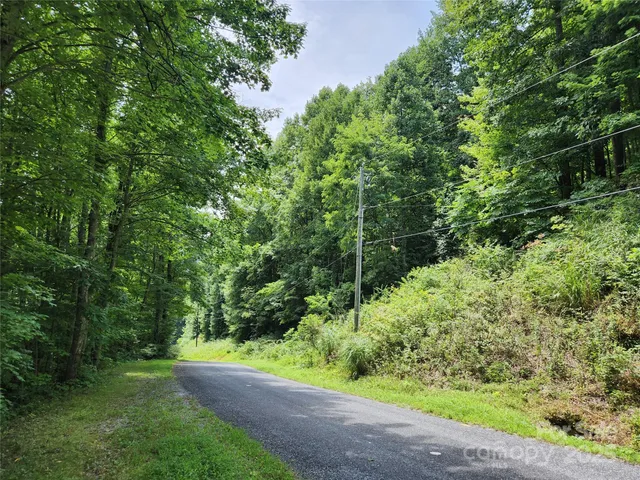 a view of a yard with plants and large trees