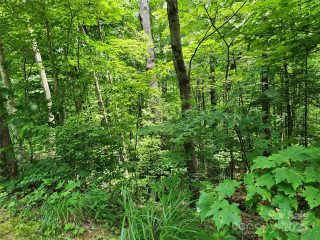a view of a lush green forest