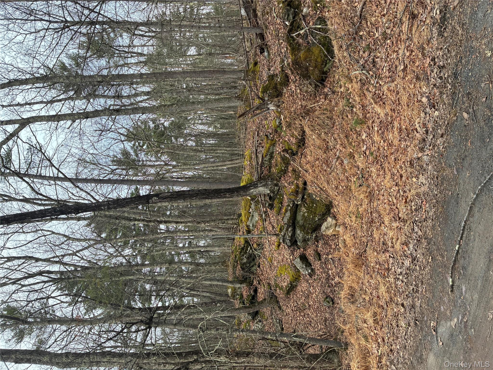 Rambling Road Wurtsboro, NY 12790 - Photo 1 of 4 a view of a backyard with large trees