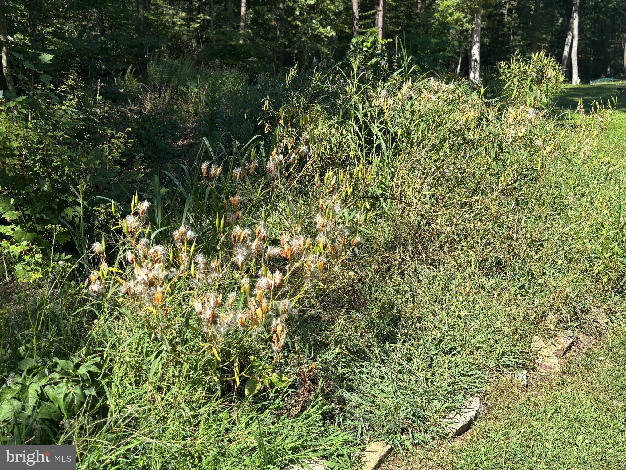 5428 Ridge Road Spotsylvania, VA 22551 - Photo 58 of 63 Native Garden