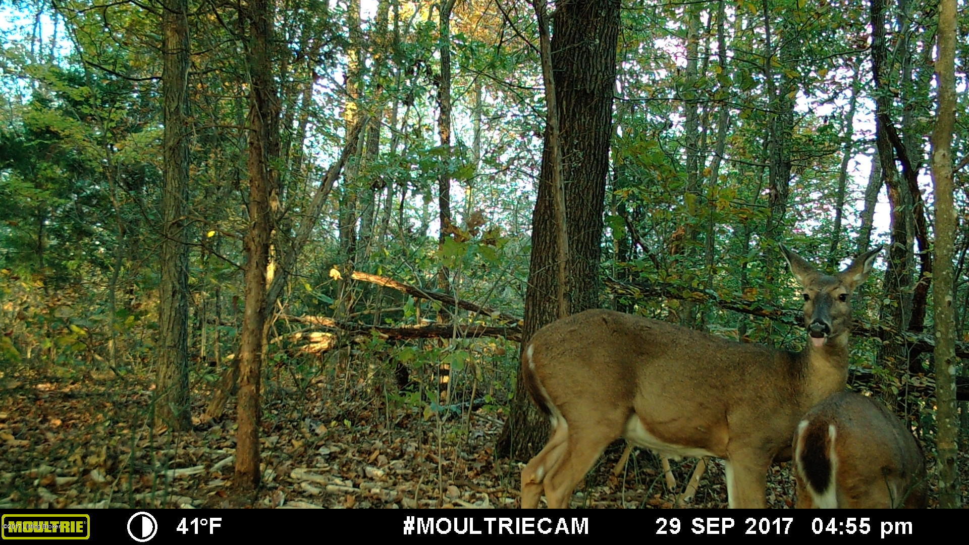 3 Sal Ashley Road Bee Spring, KY 42207 - Photo 7 of 21 MFDC0654