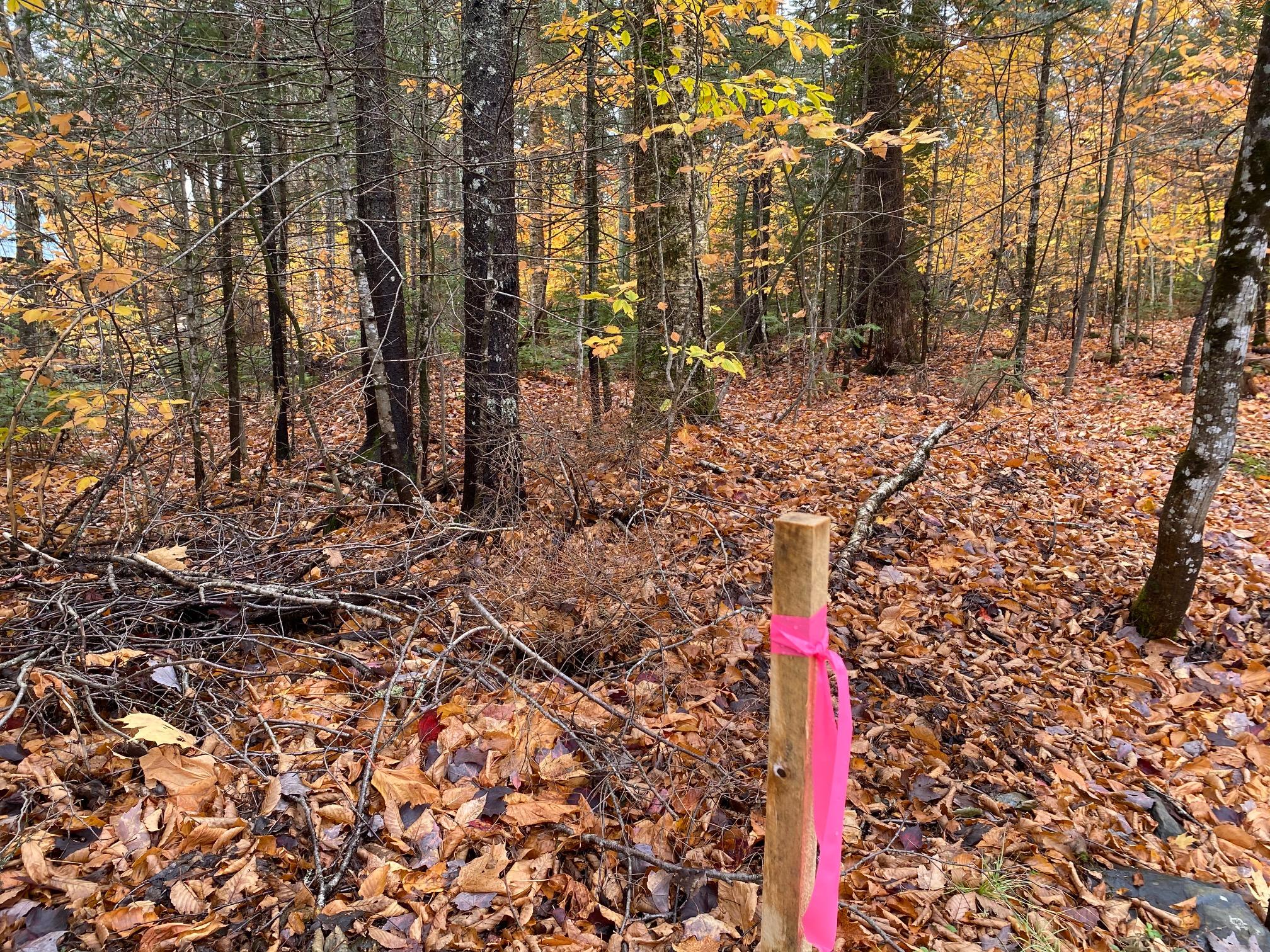 Lot 8 Wilson Pond Road Greenville, ME 04441 - Photo 5 of 10 IMG_5735