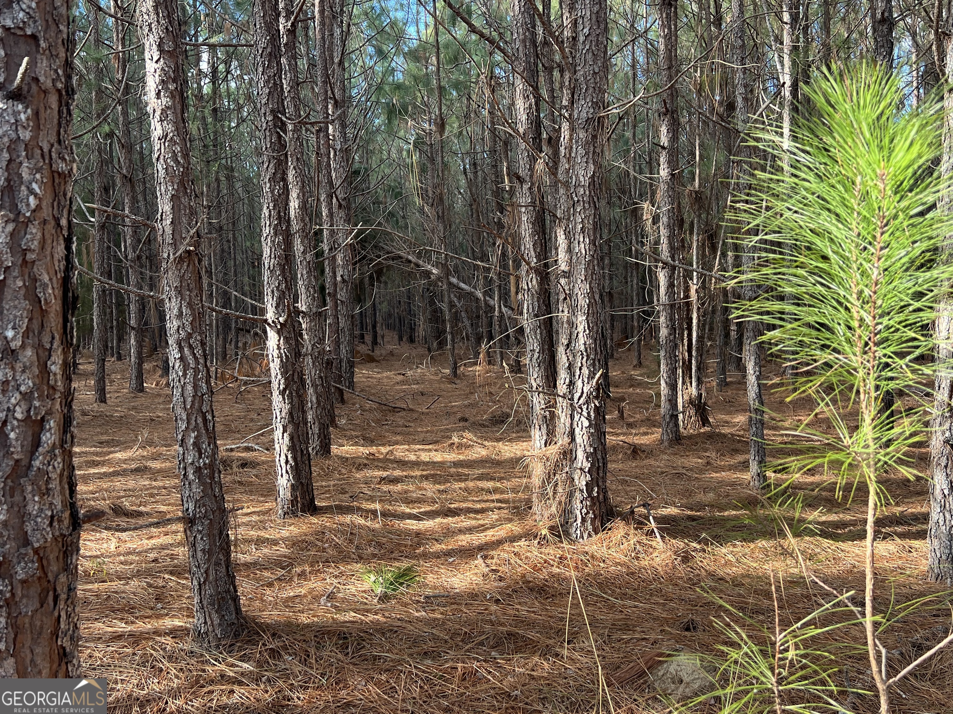 a view of a yard with plants and trees