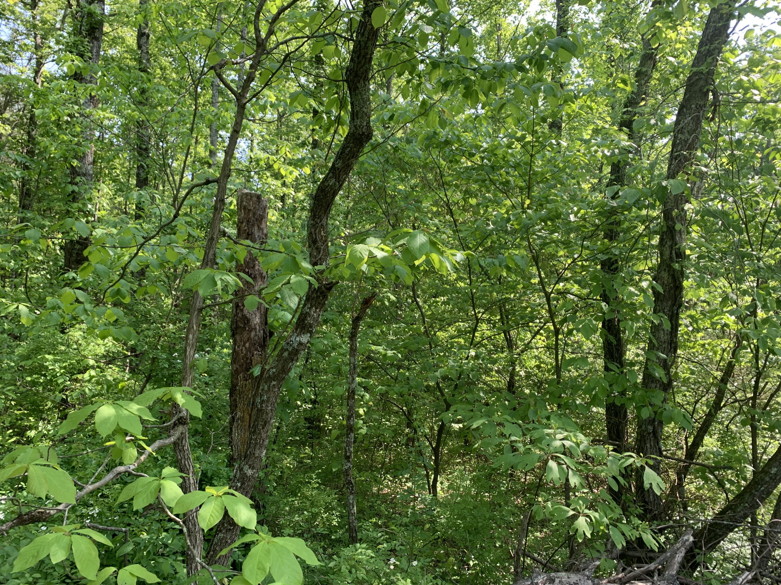 0 Pea Ridge Road Wallingford, KY 41093 - Photo 1 of 15 IMG_5045