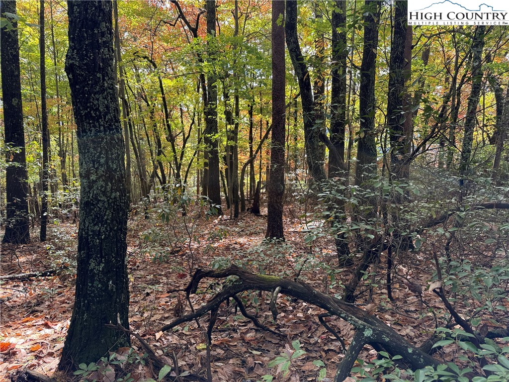 Lot 18 Wolf Pen Road Purlear, NC 28665 - Photo 2 of 37 a view of a forest with trees