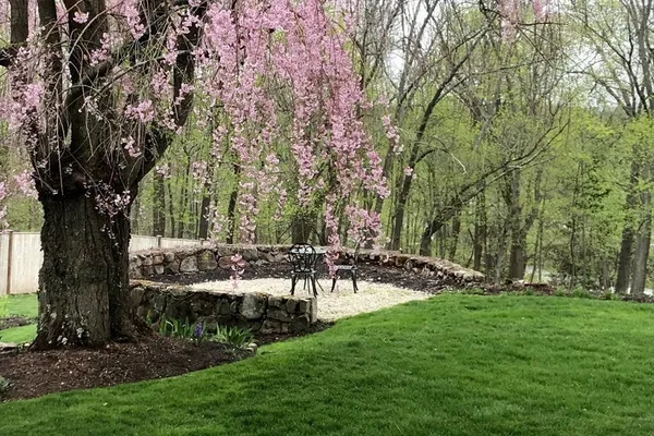 a view of a park with large trees