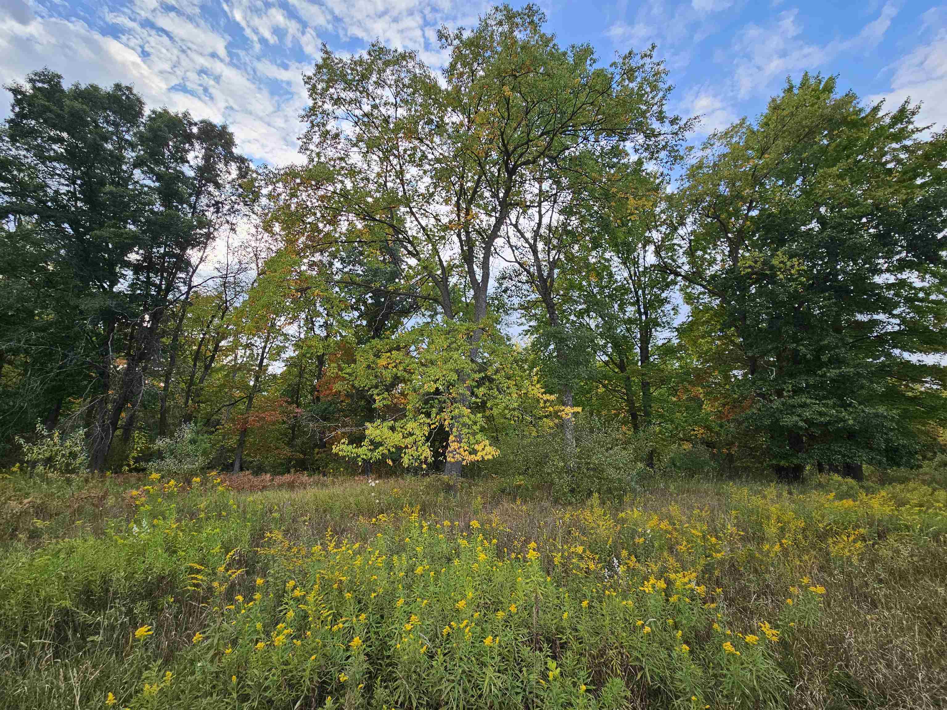 0 Twin Lake Road Marion, MI 49665 - Photo 1 of 33
