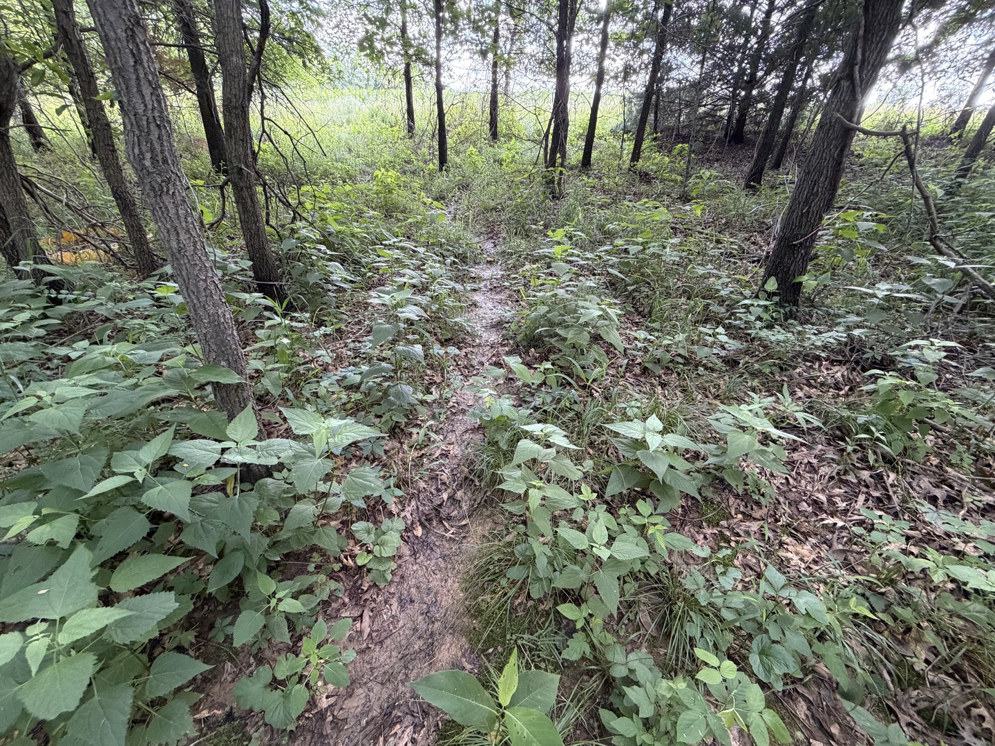 0 Landmark Road Iuka, IL 62849 - Photo 25 of 28